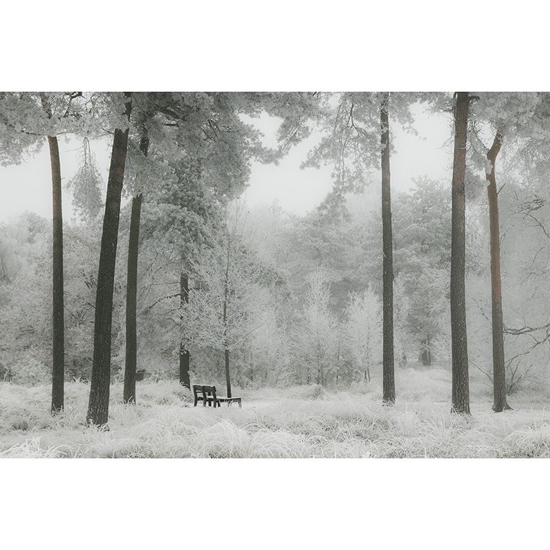 Customized Forest Scenery Wall Mural Mildew Resistant for Living Room Decor