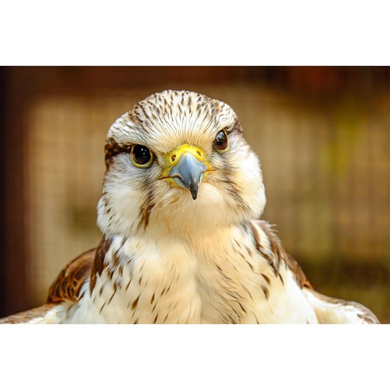 Photography Falcon Wall Mural Wallpaper Moisture Resistant Mural for Home