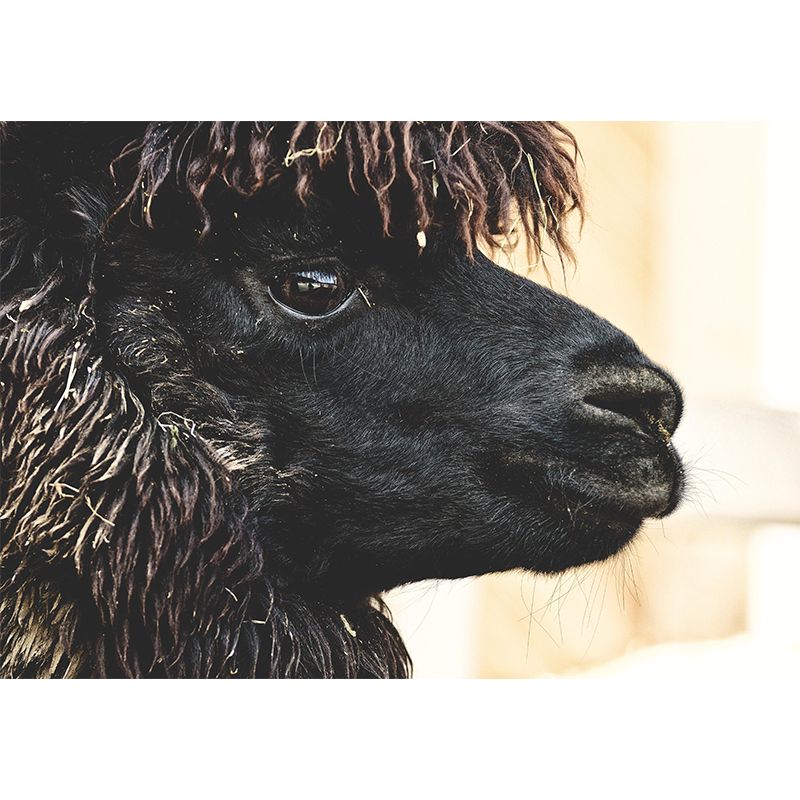 Customized Cute Alpaca Wall Mural Contemporary Photography for Living Room