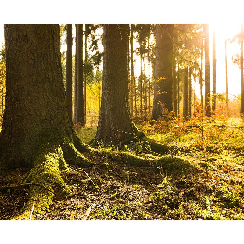 Customized Forest Mural Wall Covering Decorative Mildew Resistant for Decoration