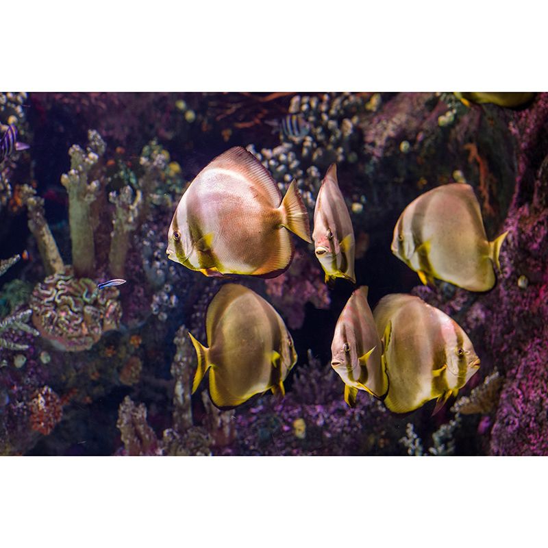 Vivid Fish Seabed Wall Mural Modern Style Mildew Resistant for Sleeping Room