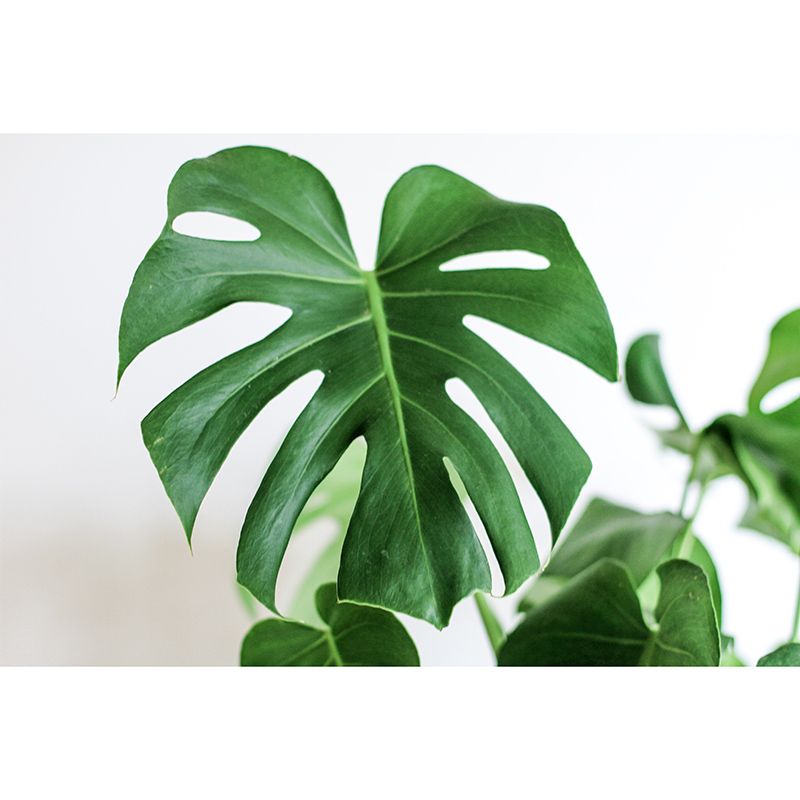 Beautiful Photography Mural Wallpaper Tropical Plants Decorative Indoor Wall Mural