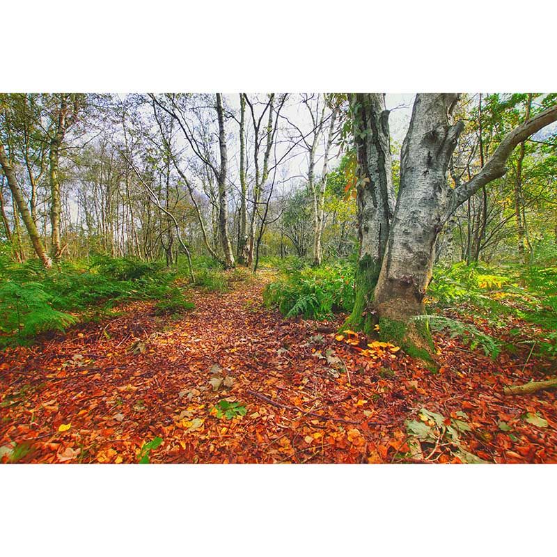 Fall Forest Mural Modern Murals Wallpaper for Living Room Moisture Resistant, Custom Size Available