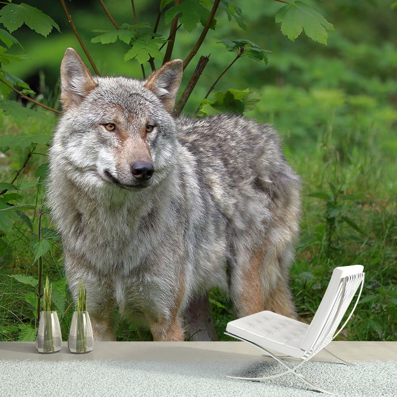 Handsome Woif Mural Wallpaper Stain Resistant Wall Covering for Living Room