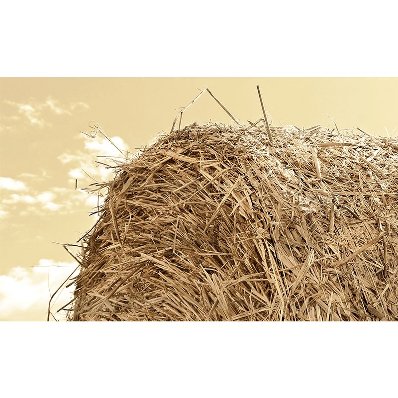 Huge Stalk Stubble Mural Decal Living Room Nature Scenery Wall Covering in Light Color, Waterproof