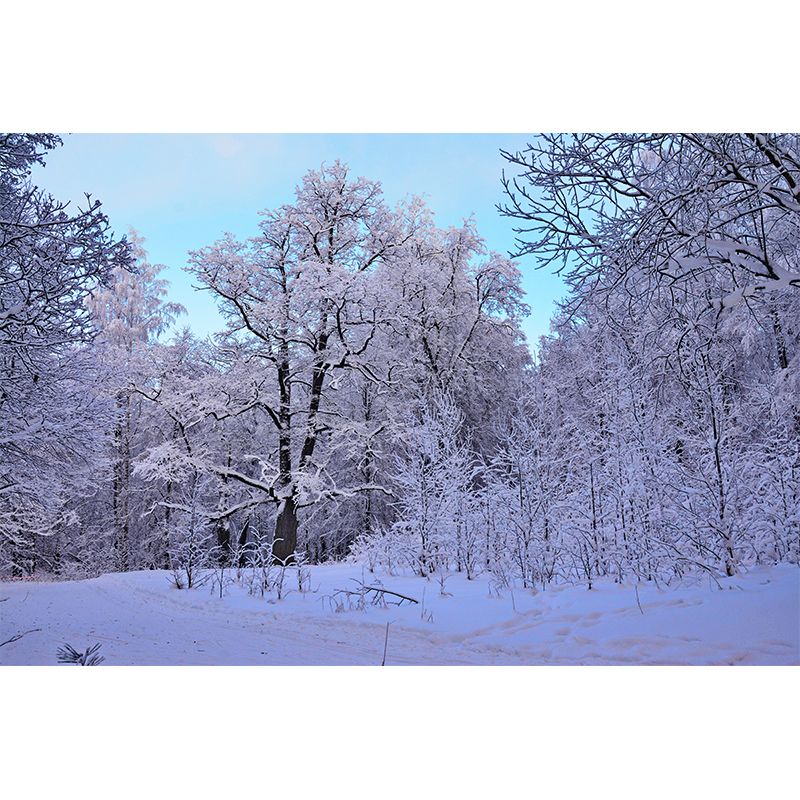 Forest Wall Murals for Home Decoration Stain Resistant, Personalised Size