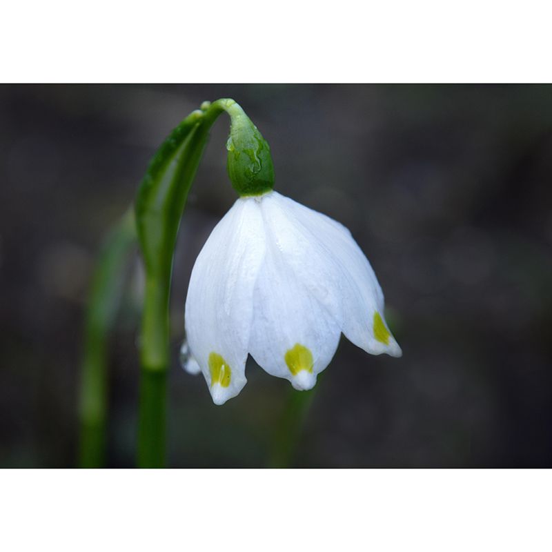 Contemporary Marzenbecher Flower Mural Soft Color Stain Resistant Wall Art