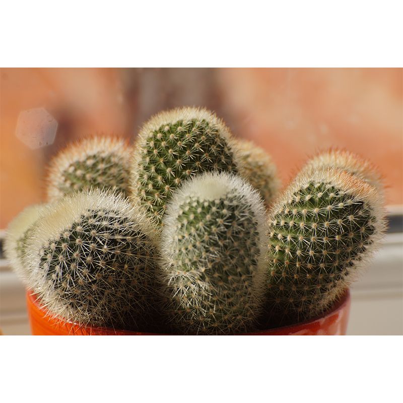 Plant Interior Decoration Wall Covering for Sitting Room, Custom Size Available