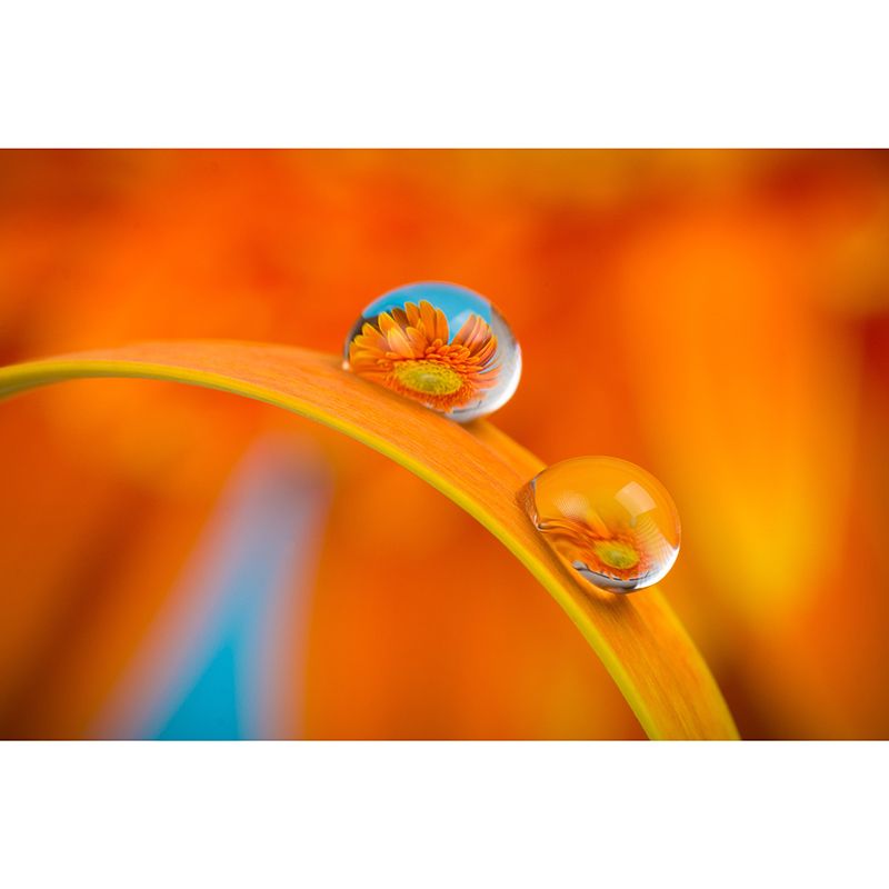 Daisy Mildew Resistant Wallpaper Photography Sleeping Room Wall Mural