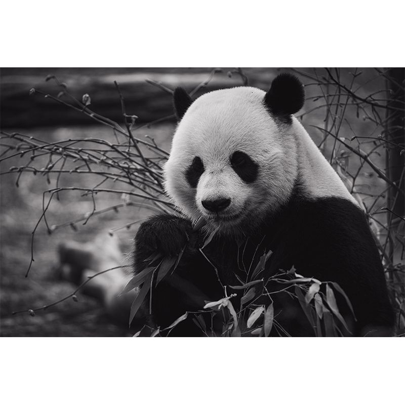 Zebra Customized Wild Animal Wall Mural Mildew Resistant Wallpaper for Room