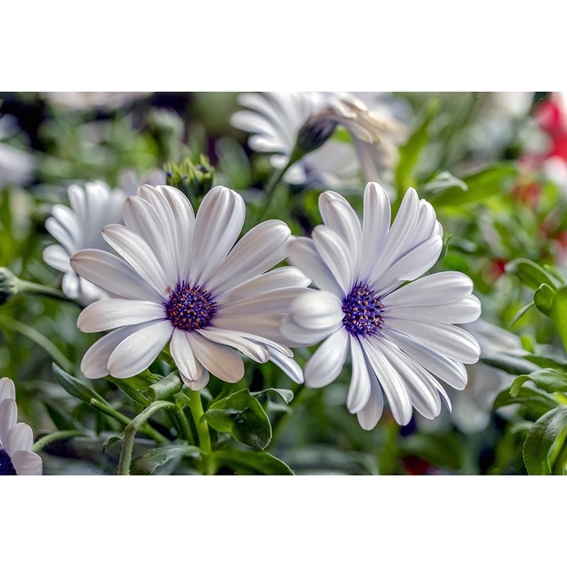 Flower Mural Wallpaper Bedroom Decoration Wall Art, Moisture Resistant