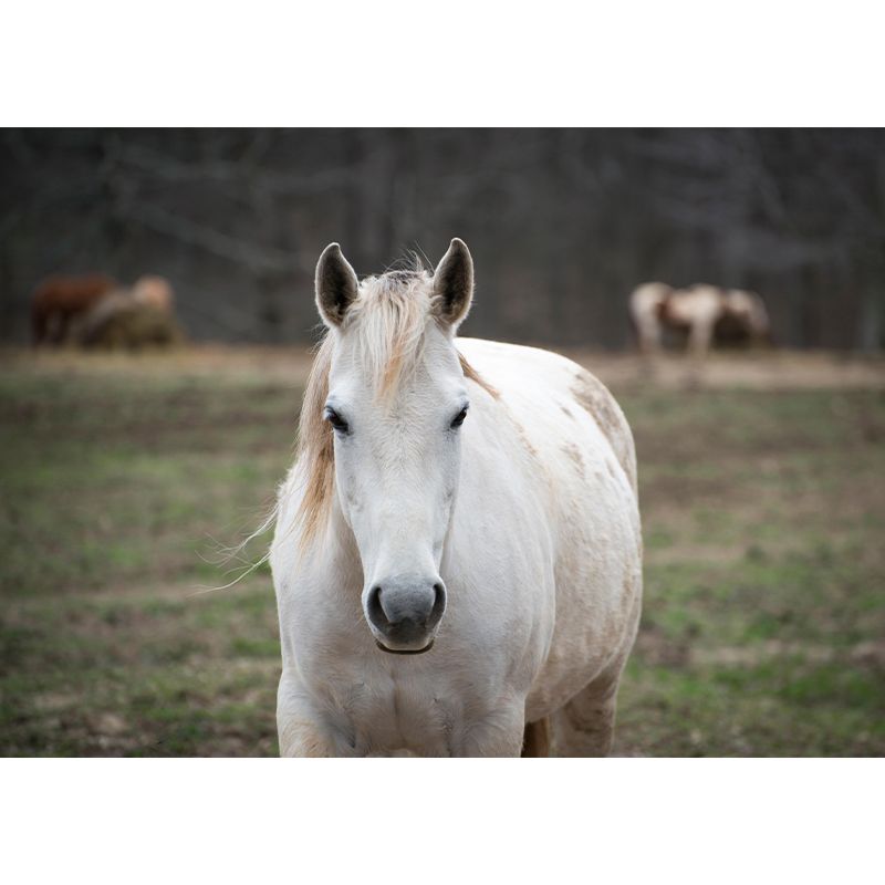 Customized White Horse Mural Decal for Kitchen Animals Wall Art in Soft Color
