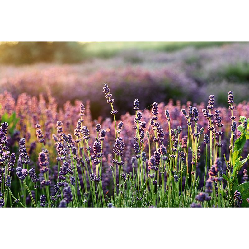 Purple Lavender Wall Decals Removable Mural Wallpaper Bedroom Decorative Art