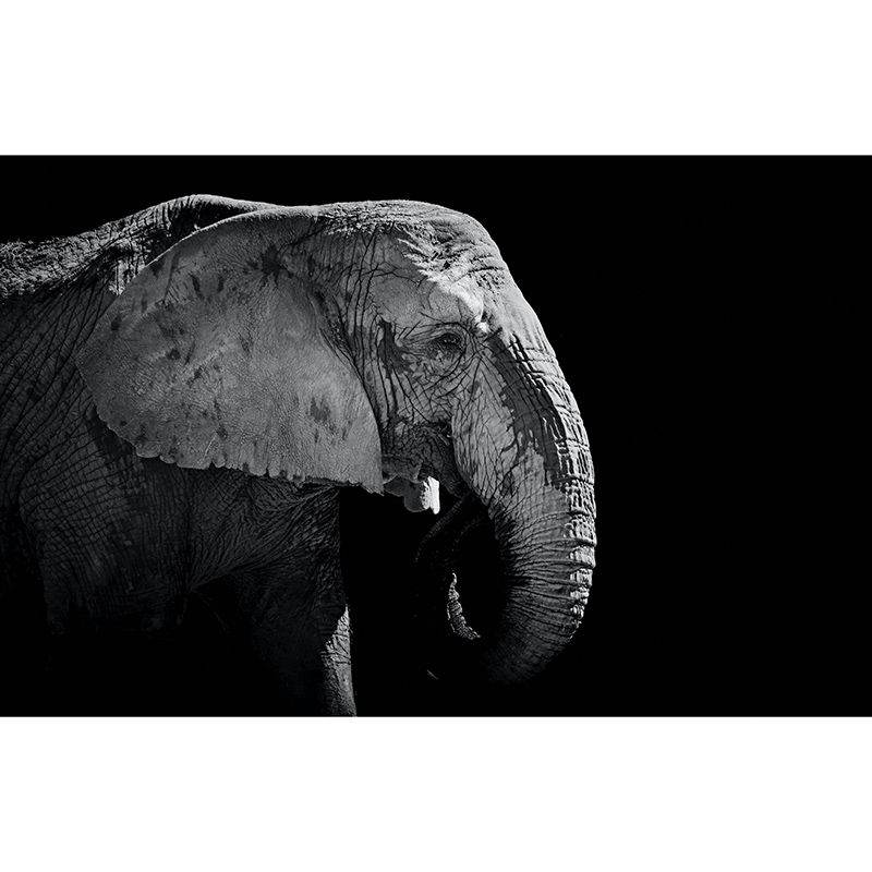 Contemporary Style Wild Animal Mural Horizontal Photography Sitting Room Wall Mural