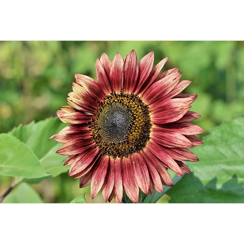 Blooming Sunflower Wall Mural for Living Room Decoration, Made to Measure