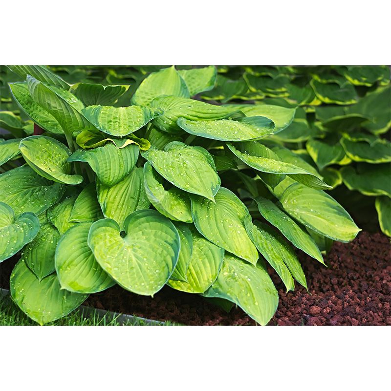 Leaf Plant Mural Stain Resistant for Dining Room Wall Decor, Made to Measure