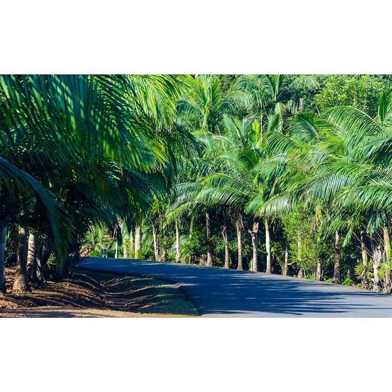 Customized Palm Tree Mural Tropical Mildew Resistant Sleeping Room Wall Mural