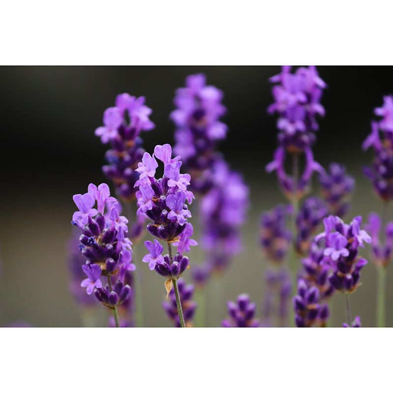 Contemporary Lavenders Mural Soft Color Stain Resistant Wall Art for Living Room