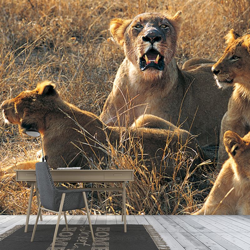 Huge Modern Wallpaper Mural Brown Female Lions Lying on Ground Wall Covering, Custom Made