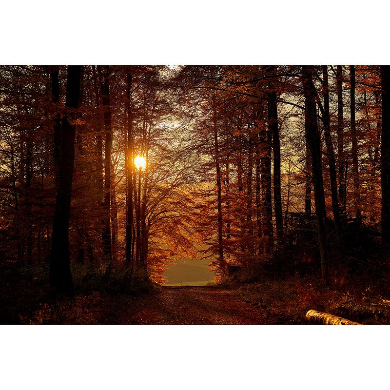 Autumn Forest Landscape Removable Wall Mural for Reading Room, Stain Resistant