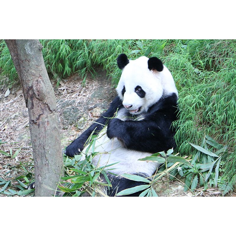 Panda Contemporary Mural Decal Sitting Room Moisture Resistant Wall Decor