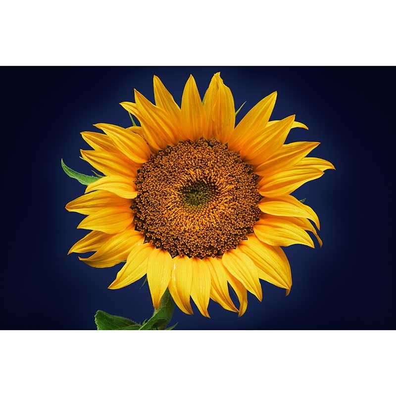 Yellow Flower Mural Wallpaper for Girl's Bedroom Washable Wall Covering