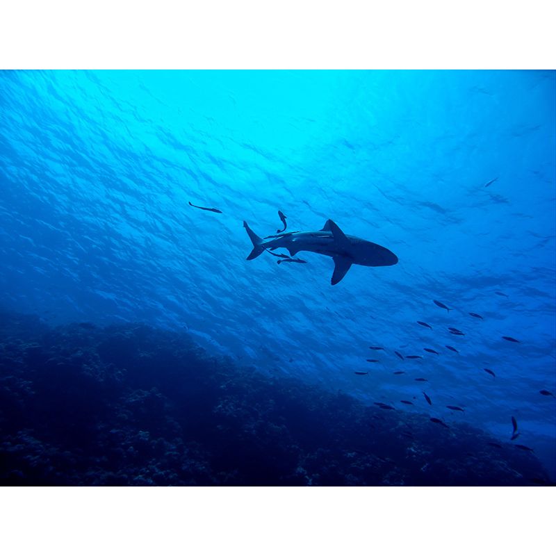 Underwater World Mildew Resistant Wallpaper Sleeping Room Wall Mural