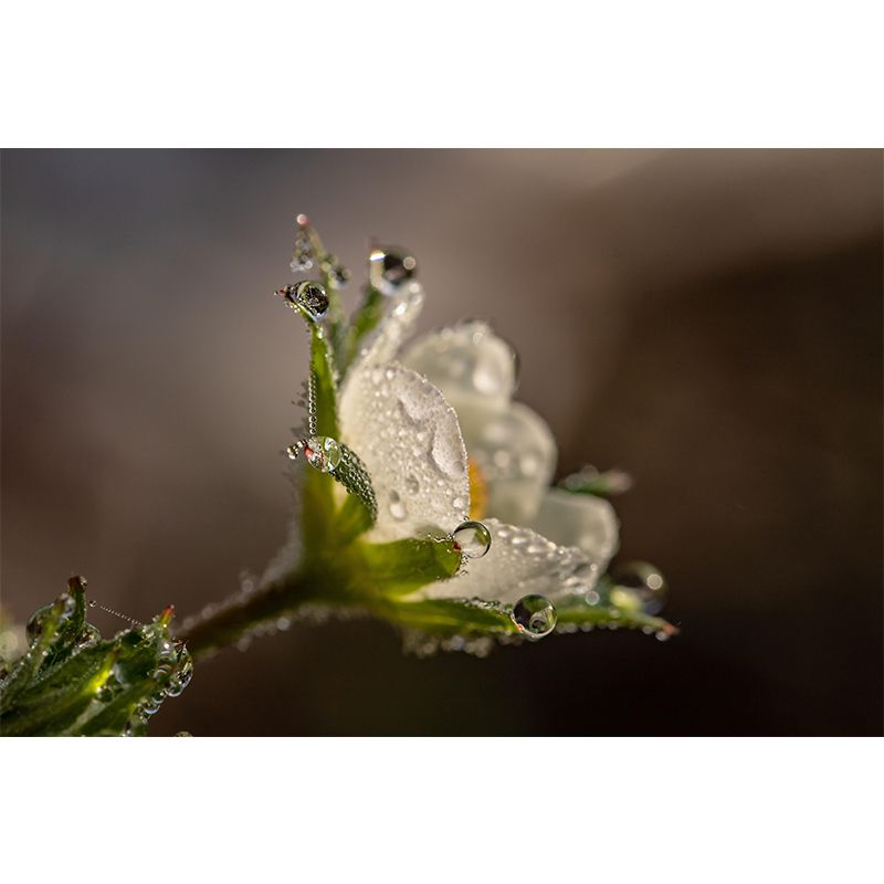 Customized Blooming Flowers Mural Decal Environmental Wallpaper for Living Room Wall Art