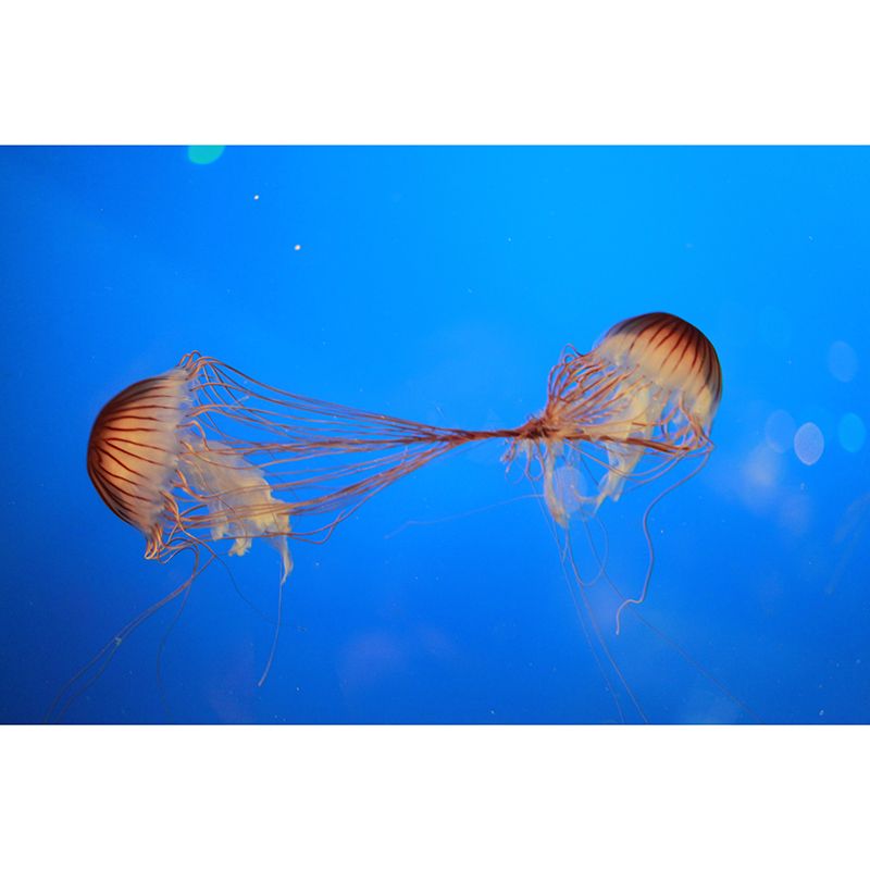 Popular Wall Mural Jellyfish Pattern Sitting Room Wall Mural