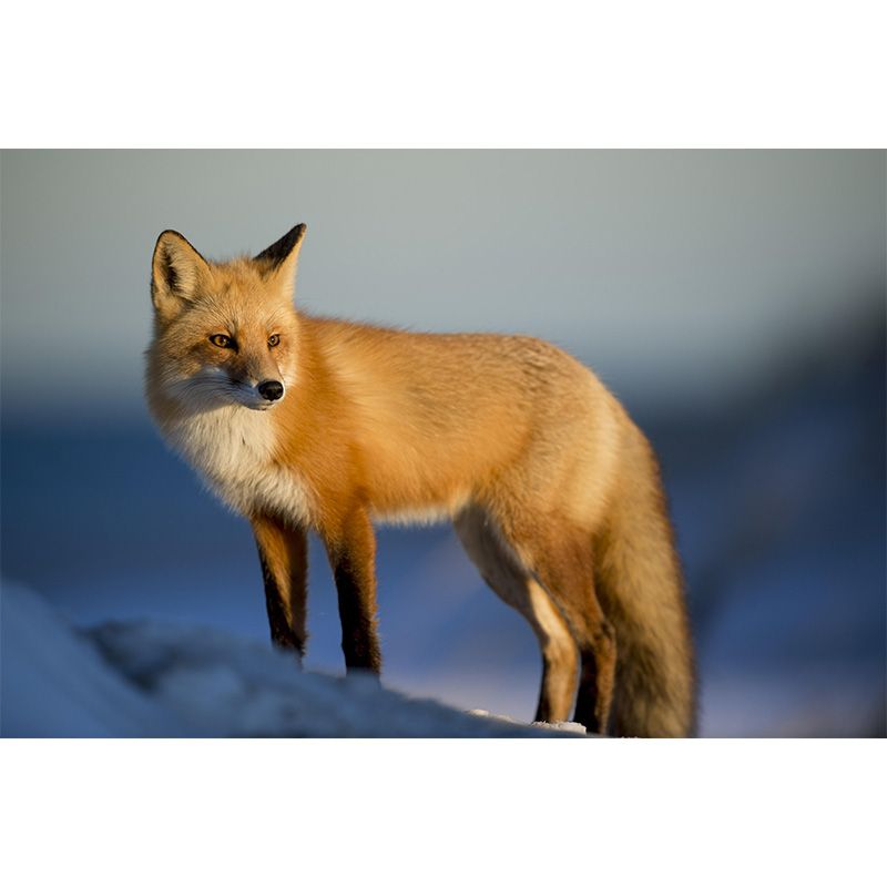 Photography Mural Wall Decor Red Fox Mildew Resistant Living Room Wall Mural Wall Art