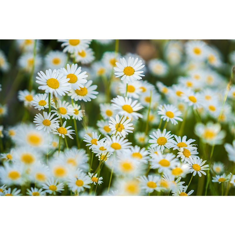 Light Color Daisies Blooming Photography Decorative Wall Murals for Bedrooms