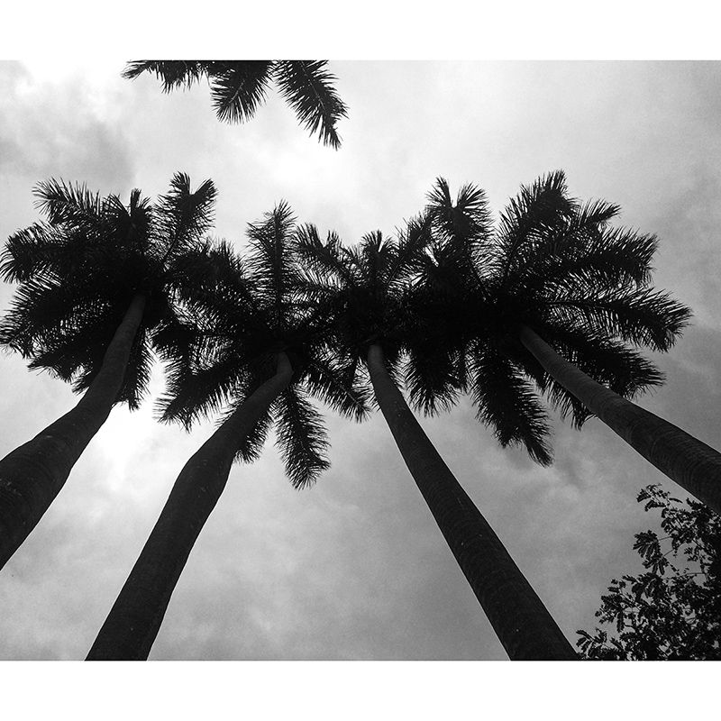 Waterproof Palm Tree Mural Tropical Photography Dining Room Wall Mural