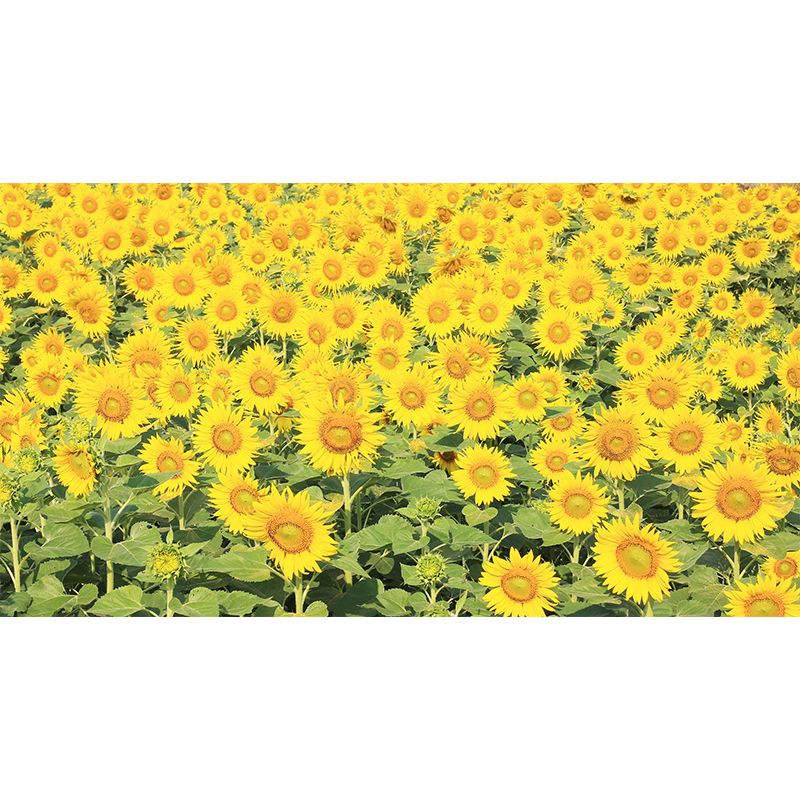 Photography Wall Mural Wallpaper Plant Sitting Room Wall Mural