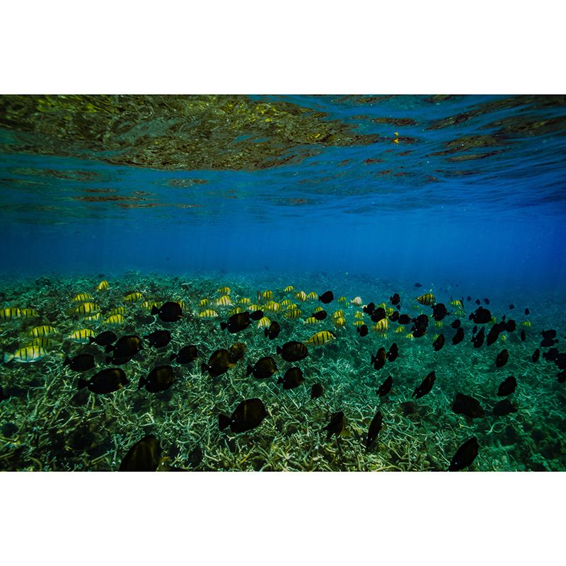 Mildew Resistant Mural Undersea Pattern Horizontal Photography for Bathroom
