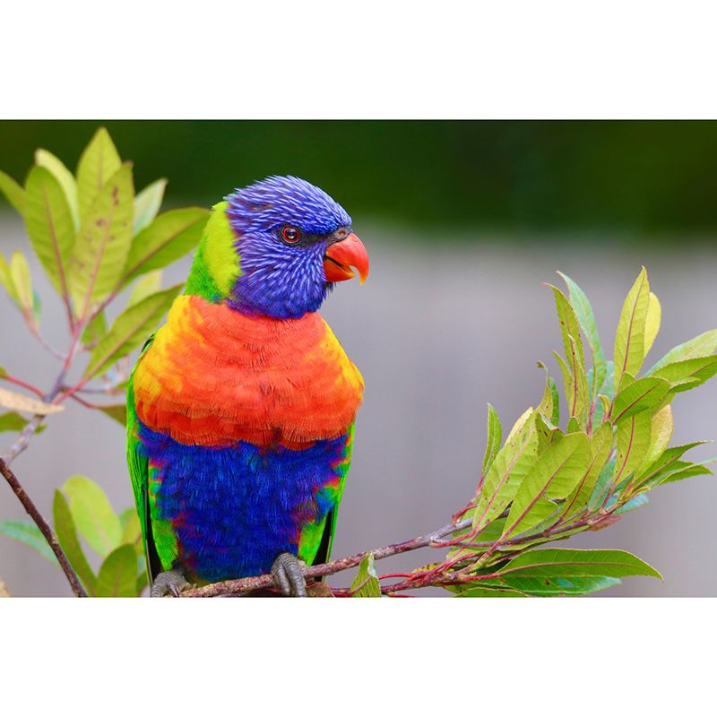 Wild Animal Mildew Resistant Mural Contemporary Sitting Room Wall Mural