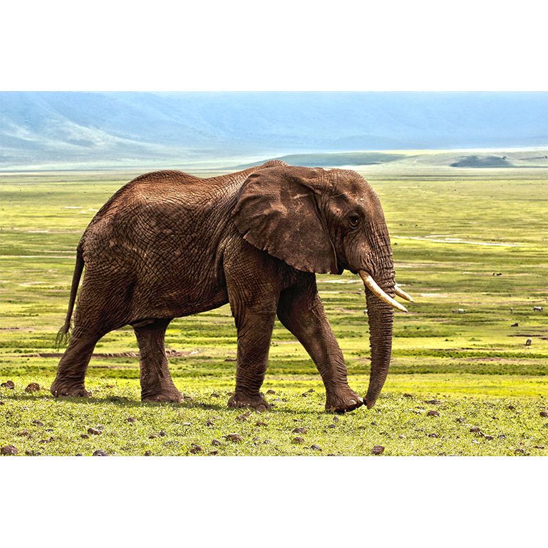 Customized Elephant Wall Mural Contemporary Photography for Bedroom Living Room