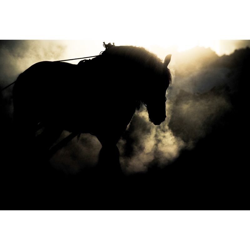 Whole Smart Steed Mural Wallpaper for Wall Decor Contemporary Boys Room Wall Art