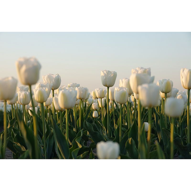 Tulip Flower Wall Mural Decals Home Decoration Girls' Bedroom Wall Decor