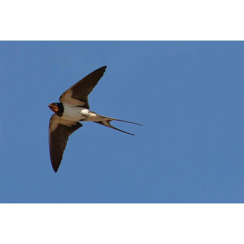 Swallow Animal Wallpaper Mural Contemporary Style Wall Art for Living Room