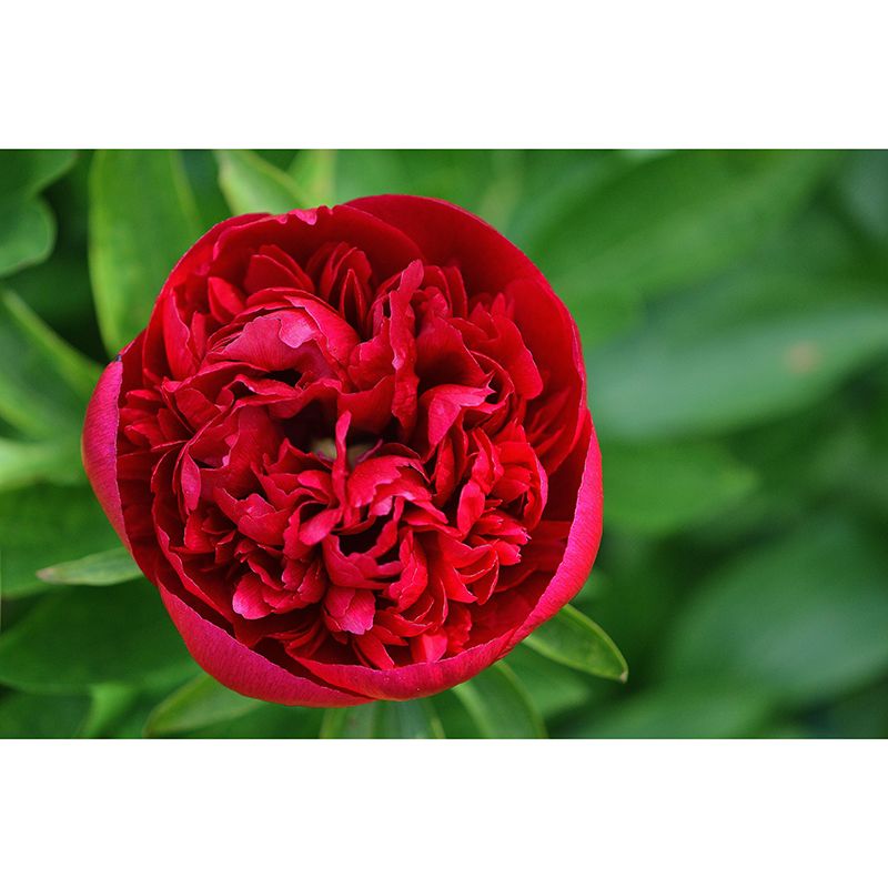 Peony Mural Wallpaper Wall Covering Mildew Resistant for Sleeping Room