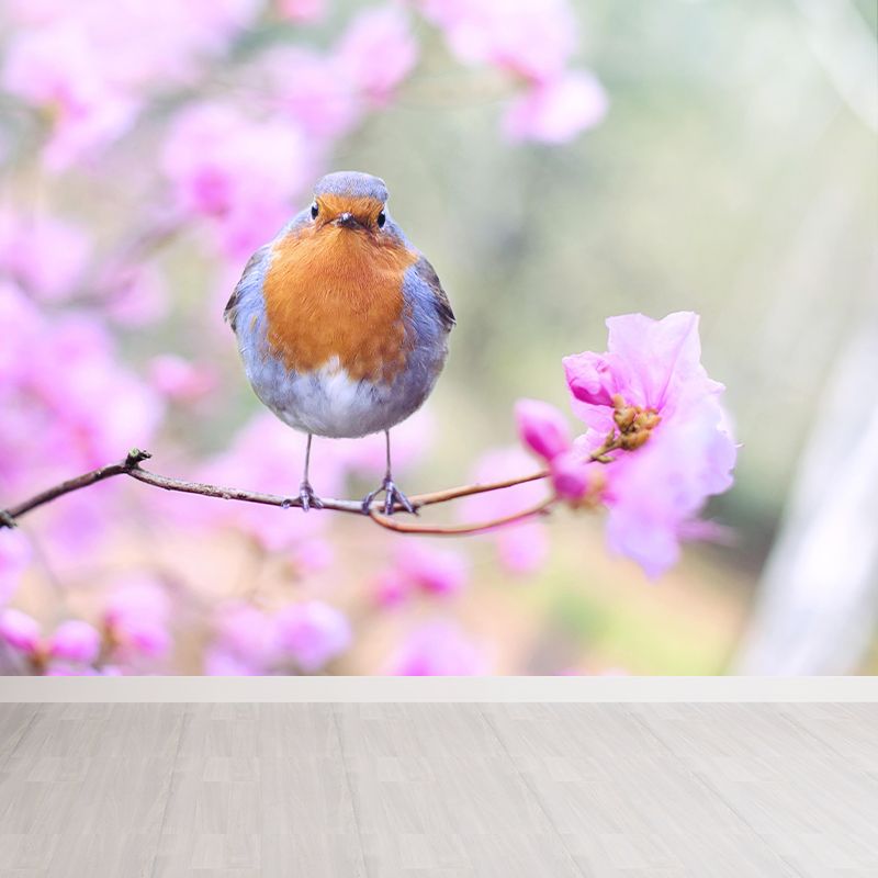 Lovely Robin Wall Paper Murals Contemporary Style Photography for Home Decor