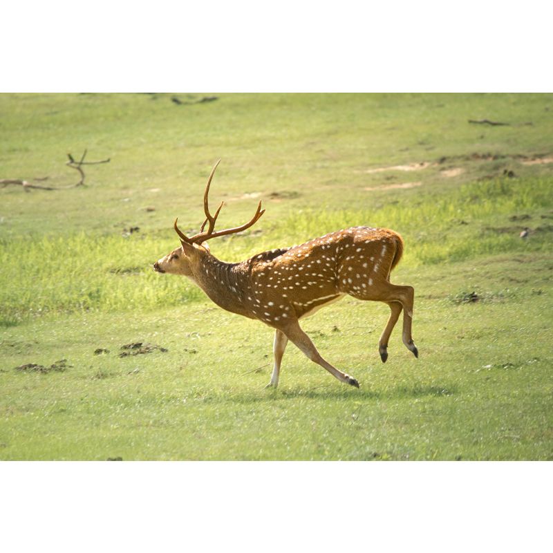 Deer Mural Decal Moisture Resistant Wall Covering for Home Living Room