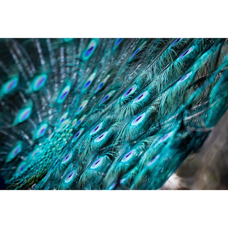 Tropical Peacock Feather Wall Covering Murals Sitting Room Wall Decor, Waterproofing