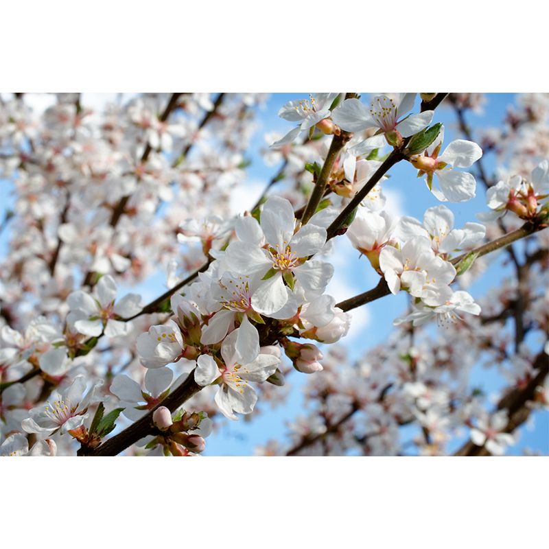 Contemporary Bud Mural Wallpaper Non-Woven Material Washable White Wall Decor for Bedroom