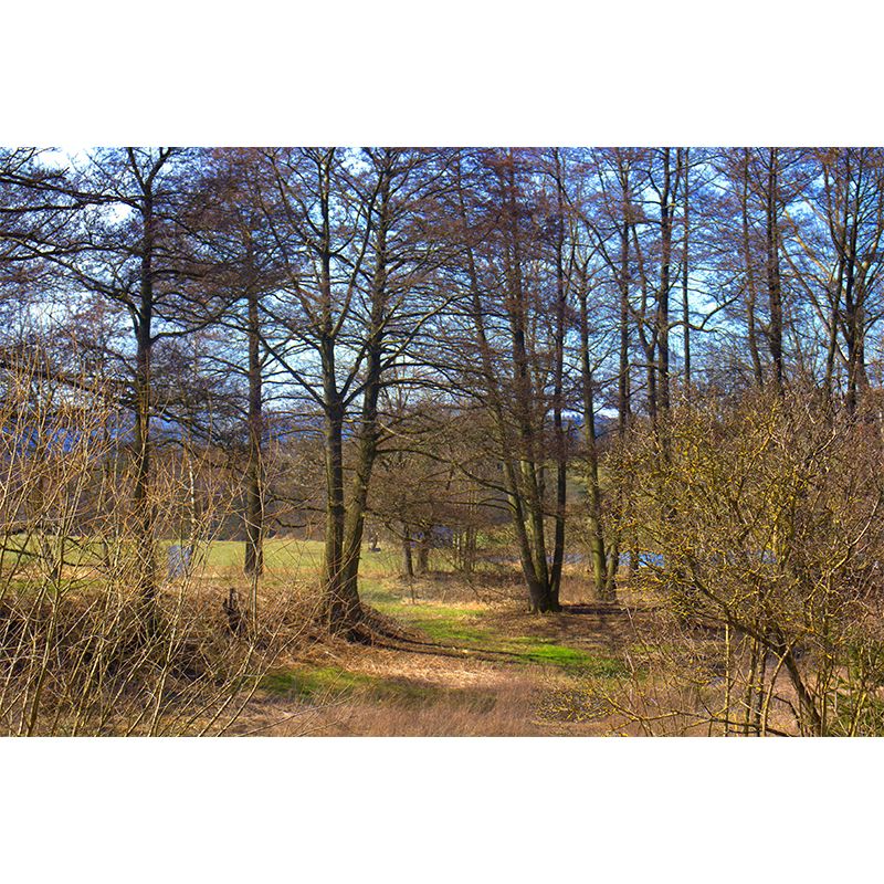 Misty Forest Scenery Stain-Proofing Wall Decor for Living Room Bedroom