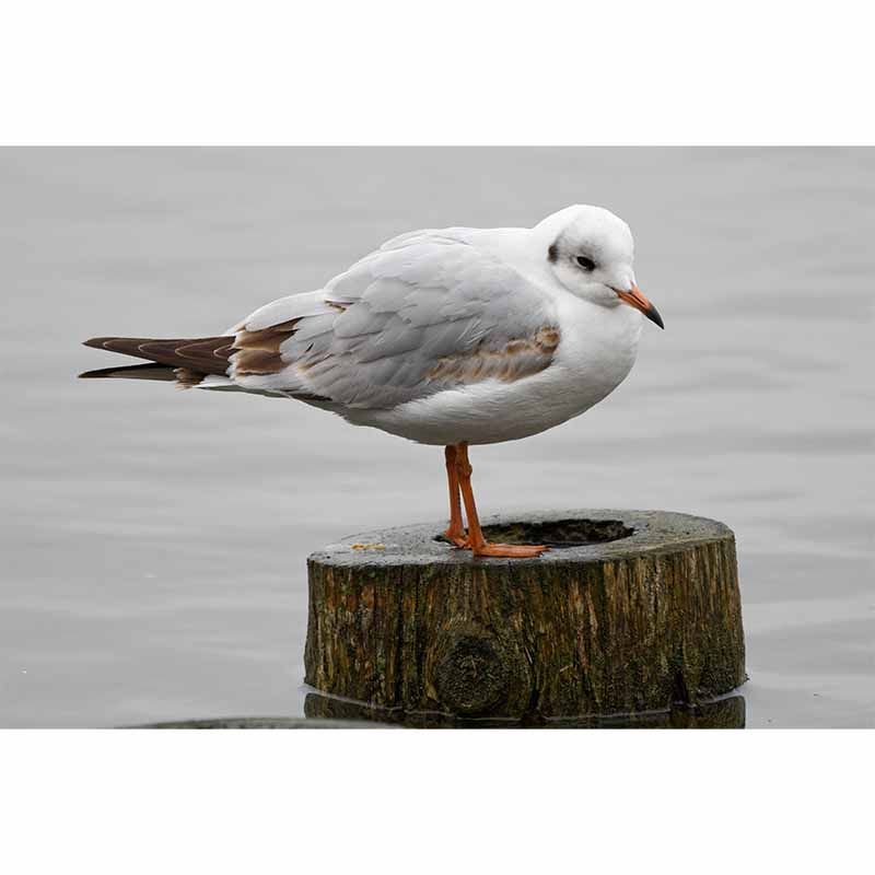 Horizontal Photography Seagull Wall Mural Decorative Mildew Resistant for Living Room