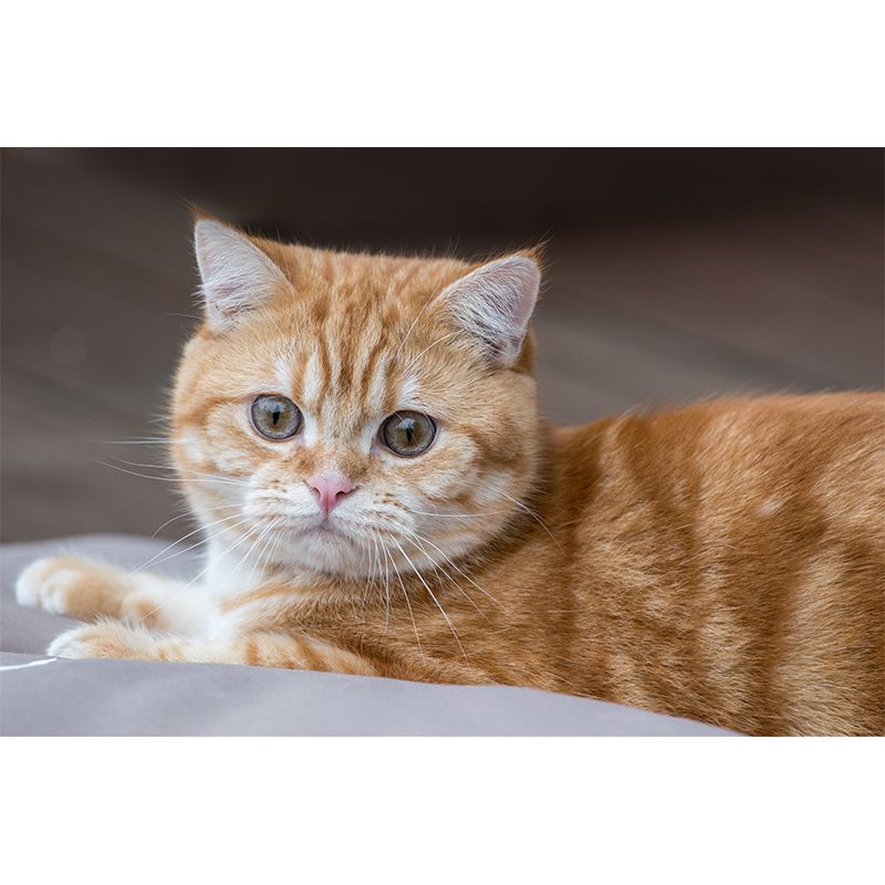 Super Cute Cat Wall Decals Water Resistant Bedroom Living Room Wall Decor Murals