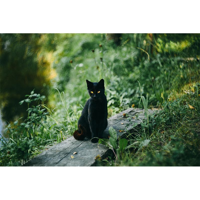 Photography Animal Cat Mural Wallpaper Environment Friendly for Living Room