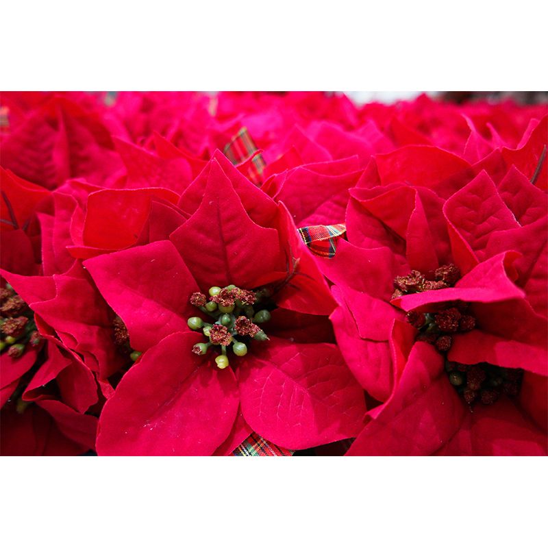 Contemporary Poinsettia Wall Mural Moisture Decorative Eco-friendly for Home Decor