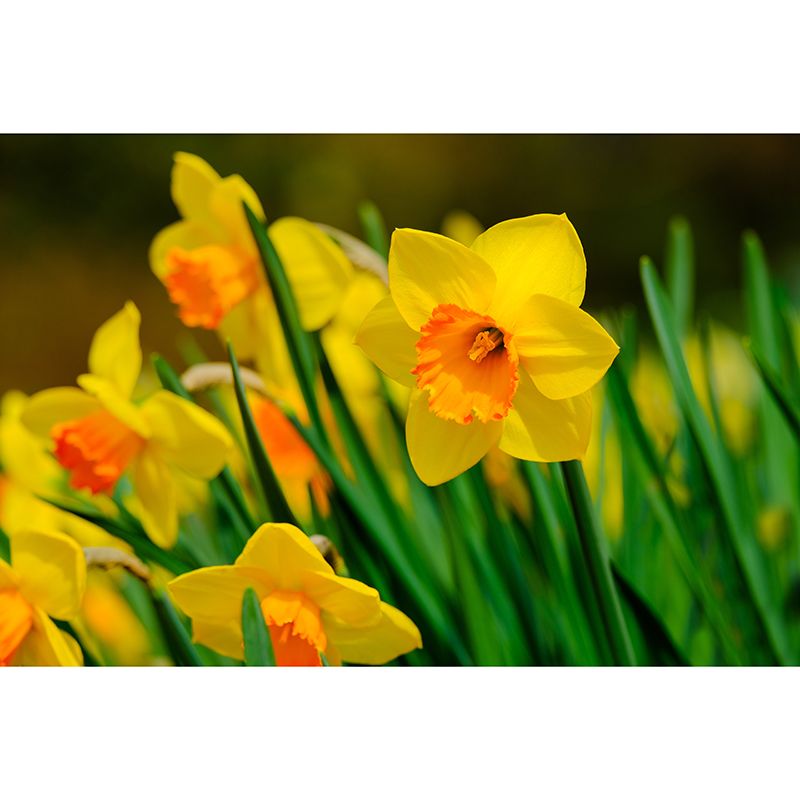 Simplicity Blossoming Flower Wall Mural Personalized Size Decal for Girl's Bedroom